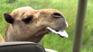 Spitting Camel chases jeep  Viral Video UK [upl. by Milly]