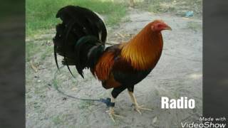 Top Strongest Gamefowl Breeds Part 3 [upl. by Robyn]