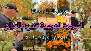 الفرفار شجرة العسل Tecomella undulata ‏Honey tree قوية كل أجزائها مفيدة تنجح بكل بالدول العربية [upl. by Durning]