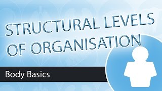 Levels of Structural Organisation [upl. by Dierolf]