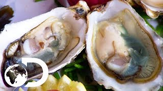 OYSTERS  How Its Made [upl. by Keffer]