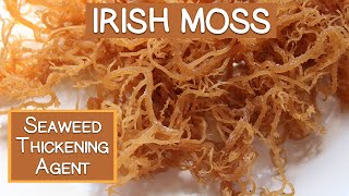 Irish Moss Seaweed A Nutritious Thickening Agent [upl. by Scotty]