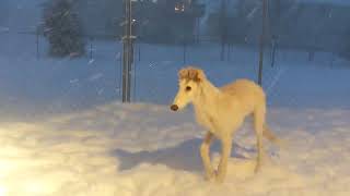 Borzoi Puppies First Blizzard [upl. by Wilde]