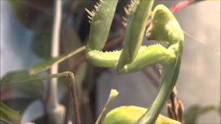 praying mantis catches a cellar spider  Gottesanbeterin schnappt sich eine Zitterspinne [upl. by Nitsed]