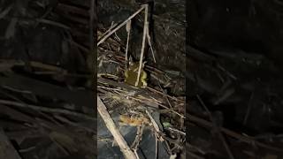 INVASIVE Cuban Tree Frog Mating Call 🌲🐸 frog nature wildlife cute cutefrog invasion frogs [upl. by Aiuqram]