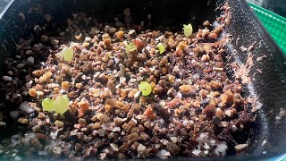 Part2 Copiapoa Cinerea ColumnaAlba cactus seedlings 2 week update Rare seeds from Mesa Garden [upl. by Htebaras]