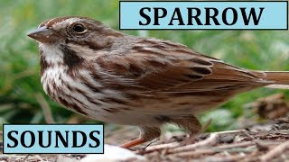 Sparrow Chirping Sounds Sound Effect Calls Birds Bird Songs Noises for Kids Animal Cats Dogs Listen [upl. by Eimat]