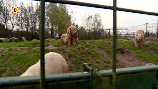 Oudste ijsbeer van Nederland uit Dierenrijk Nuenen overleden [upl. by Scrogan]