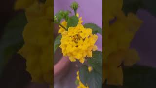 Lantana camera gardeningplants flowers [upl. by Hasile]