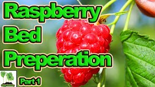 How to Prepare Raspberry Beds [upl. by Mychael]