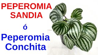 PEPEROMIA SANDIA Cuidados y características [upl. by Sevein]