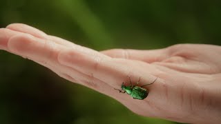 Natürlicher Klimaschutz Der Wald [upl. by Voletta]