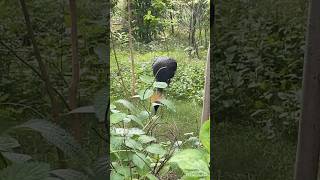 Crown black crane birds discoveryphotography [upl. by Tewell163]