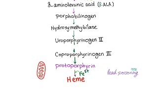 Heme Synthesis Pathway — Biochemistry and Hematology [upl. by Llehcnom]