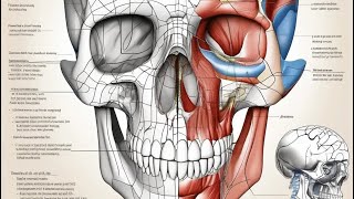 Classification of skeleton  Axial and appendicular skeletons with long bone [upl. by Olegnad]