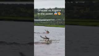 The Ultimate Showdown Ghazaal vs Alligator in the Ocean wildlife viralshorts [upl. by Enreval]