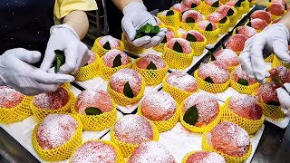 Korean Bakery Food Making Complete Process  Korean ASMR Bakery [upl. by Nebe998]