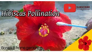 Gardening 🌺🌿 Hibiscus pollination amp seed collection জবা ফুলৰ pollination Bonsai Gardening [upl. by Shandy]