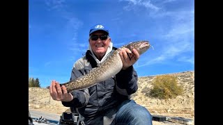 Burbot  Catching Filleting and Preparing Burbot Ceviche [upl. by Campagna]