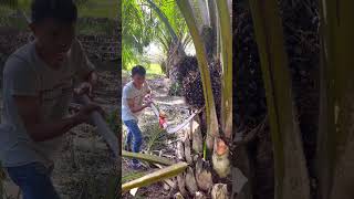 Harvest palm oil using a very sharp knife [upl. by Akinajnat]