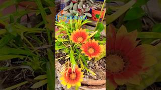 Gazanias shorts flores🏵️🏵️🏵️ [upl. by Einnok]