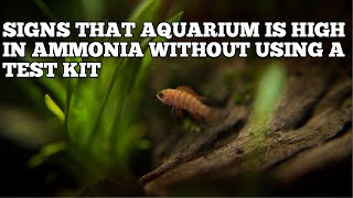 HOW TO KNOW IF AQUARIUM IS HIGH IN AMMONIA WITHOUT USING A TEST KIT [upl. by Elehcar]