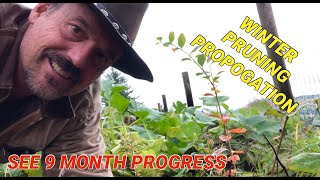 Winter blueberry cutting propagation Easy effective way to grow blueberries from winter pruning [upl. by Dreher909]