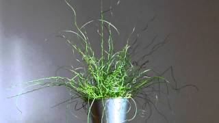 Juncus spiralis [upl. by Areht]