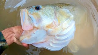 You WON’T BELIEVE what this GIANT BASS was caught on [upl. by Rehteh744]