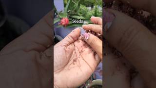 Laal saag seed sowing [upl. by Ajiak]