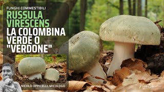 Funghi commestibili  Russula virescens la colombina verde [upl. by Marge]