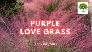 Purple Love Grass  TN Nursery [upl. by Arreyt]