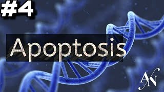 Apoptosis 🧬 باثولوجي بالعربي شرح [upl. by Uella]