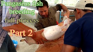 Fish Breeding  Pangasius Fish Breeding Process part 2 [upl. by Rollet]