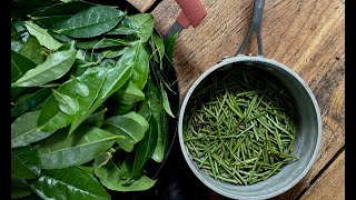 MAKING TEA IN CANADA  INSPIRED BY MUSASHIS MIMASAKA BANCHA [upl. by Lanae]