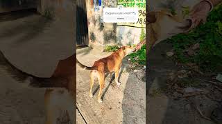 Copper dog ready for his lunch🐾dog dogvideosfunnydogvideosanimalsdoglovershortscutedogcute [upl. by Enavi]