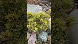 Pinus parviflora Debby💚🌲💚 101124🌲🍁 [upl. by February]