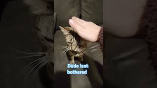 Trying this tread with my cats cats pets catvideos trend [upl. by Otsuaf707]