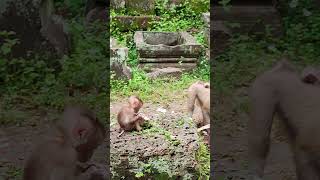 so cute baby at morning💐😘🐒Aj monkeys viral animals shortsvideo monkey dog shorts cat [upl. by Orteip]