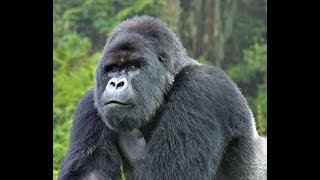 Learn All About Gorillas [upl. by Dunston738]