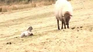 Lambing Live in Wales [upl. by Drud]