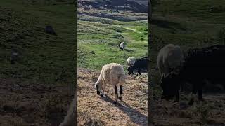 Mamasın Barajı Koyun Sürüsü Çoban Kardeşle röportaj Güzeldi [upl. by Wind]