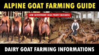 Alpine Goat Farming  Low investment high Profit business idea  Dairy Goat Number [upl. by Yanel]