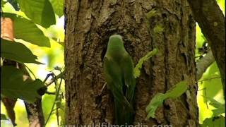 Redbreasted Parakeet feeding its offspring [upl. by Yaresed]