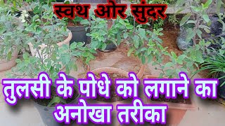 I planted a Tulsi plant in a unique waytuliseplantcare [upl. by Jaddan134]