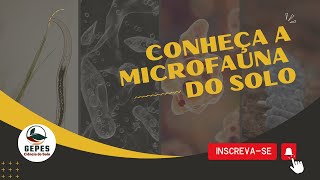 Resumo Microfauna do solo 🪱 [upl. by Suzetta101]