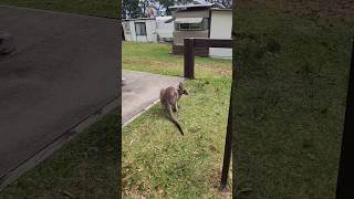 LAustralie cest vraiment un autre délire australia australie kangourou kangaroo animal [upl. by Hodgson]