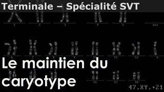 Le maintien du caryotype  SVT  Première amp Terminale [upl. by Sluiter]