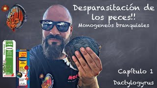 DESPARASITACIÓN DE LOS PECES capitulo 1 🔬 MONOGENEOS BRANQUIALES 🐛 Dactylogyrus TREMAZOL y TREMAZID [upl. by Carlotta53]