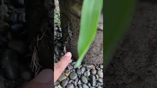 UPDATE SA EXPERIMENT NATIN SA ATRAZINE gofarmtv farming [upl. by Venu]